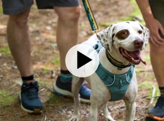 A white dog with brown spots wearing a teal harness and leash stands on a forest trail.