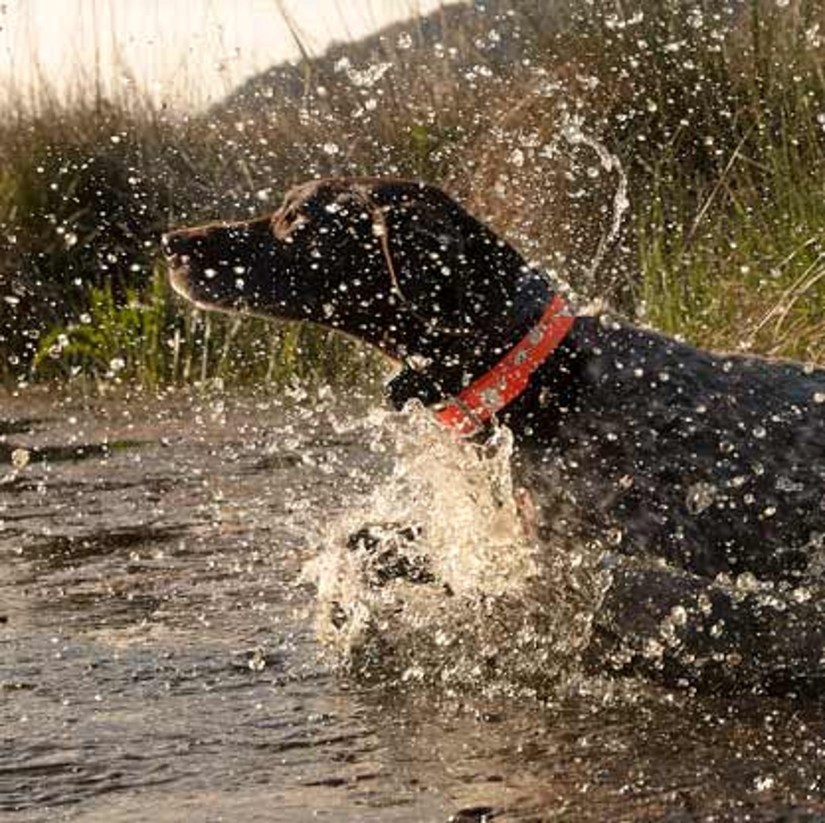 Dog splashing in water.