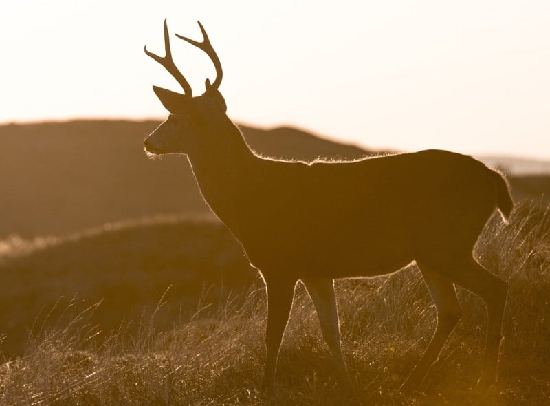 A deer standing in a field.