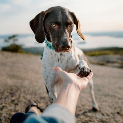 Dog with his paw in someone's hand, ocean in the background.